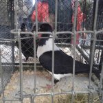 3.Kleintiermarkt2019