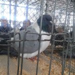 3.Kleintiermarkt2019