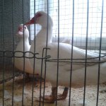 3.Kleintiermarkt2019