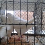 3.Kleintiermarkt2019