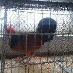 3.Kleintiermarkt2019