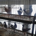 3.Kleintiermarkt2019