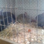 3.Kleintiermarkt2019