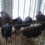 3.Kleintiermarkt2019