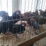 3.Kleintiermarkt2019