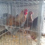 3.Kleintiermarkt2019