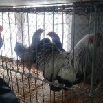 3.Kleintiermarkt2019