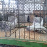 3.Kleintiermarkt2019