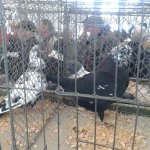 3.Kleintiermarkt2019