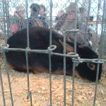 3.Kleintiermarkt2019