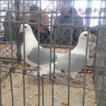 3.Kleintiermarkt2019