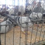 3.Kleintiermarkt2019