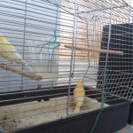 3.Kleintiermarkt2019