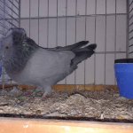 20191124_Kreisschau_Fraenkische_Trommeltaube_blau_ohne_Binden_1.0j_v_97_2.jpg