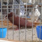 20191124_Kreisschau_Fraenkische_Trommeltaube_rot_1.0a_v_97_3.jpg