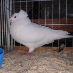 20191124_Kreisschau_Fraenkische_Trommeltaube_weiss_1.0a_v_97_1.jpg