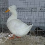 20191124_Kreisschau_Landente_mit_Haube_weiss_0.1j_v_97_3.jpg