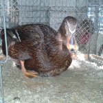 20191124_Kreisschau_Rouenente_wildfarbig_0.1j_v_97_2.jpg