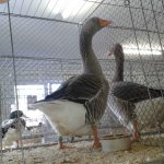 20191124_Kreisschau_Russische_Gans_grau_1.0j_v_97_2.jpg