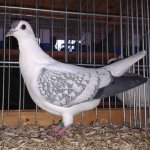 20191124_Kreisschau_Thueringer_Fluegeltaube_blaufahl-weiss_geschuppt_1.0j_v_97_1.jpg