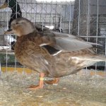 20191124_Kreisschau_Zwergente_blau-wildfarbig_0.1a_v_97_3.jpg