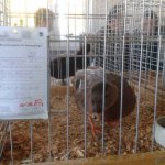 20191012_094205_Zwergente_blau-wildfarbig_0.1alt_hv_.jpg