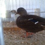 20191012_094419_Zwergente_wildfarbig_0.1_alt_hv.jpg