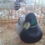 20191012_094516_Zwergente_wildfarbig_1.0_alt_v.jpg