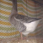 20191012_124138_Pommerngans_grau_0.1_jung_v.jpg