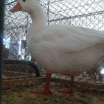 20191012_124728_Boehmische_Gans_weiss_0.1_jung_v.jpg