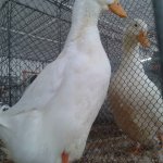 20191012_124933_Deutsche_Pekingente_weiss_1.0_jung_v.jpg