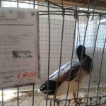 20191012_125038_Streicherente_silber-wildfarbig_1.0_jung_v.jpg