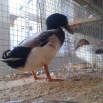 Wassergefluegelschau 2019