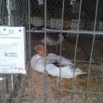 20191012_125206_Streicherente_silber-wildfarbig_0.1_jung_v.jpg