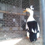 20191012_125406_Landente_mit_Haube_schwarzgescheckt_1.0_alt_v.jpg