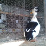 20191012_125409_Landente_mit_Haube_schwarzgescheckt_1.0_alt_v.jpg