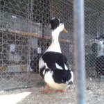 20191012_125418_Landente_mit_Haube_schwarzgescheckt_1.0_alt_v.jpg
