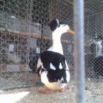 20191012_125419_Landente_mit_Haube_schwarzgescheckt_1.0_alt_v.jpg
