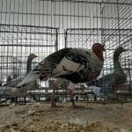 Wassergefluegelschau 2019