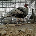 Wassergefluegelschau 2019