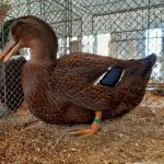 Wassergefluegelschau 2019