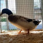 Wassergefluegelschau 2019