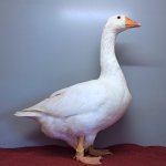 Wassergefluegelschau 2023