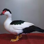 Wassergefluegelschau 2023