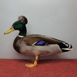 Wassergefluegelschau 2023