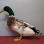Wassergefluegelschau 2023