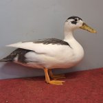 Wassergefluegelschau 2023