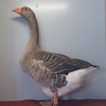 Wassergefluegelschau 2023