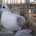 saechsiche_Fluegeltaube_mit_Rundhaube_blaufahl-weiss_geschuppt_0.1_jung.jpg