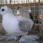 saechsiche_Fluegeltaube_mit_Rundhaube_blaufahl-weiss_geschuppt_0.1_jung_2.jpg